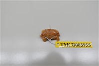 藏品(近親皺蟹)的圖片